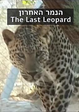 Watch Full Movie - The Last Leopard - Movie Discovery