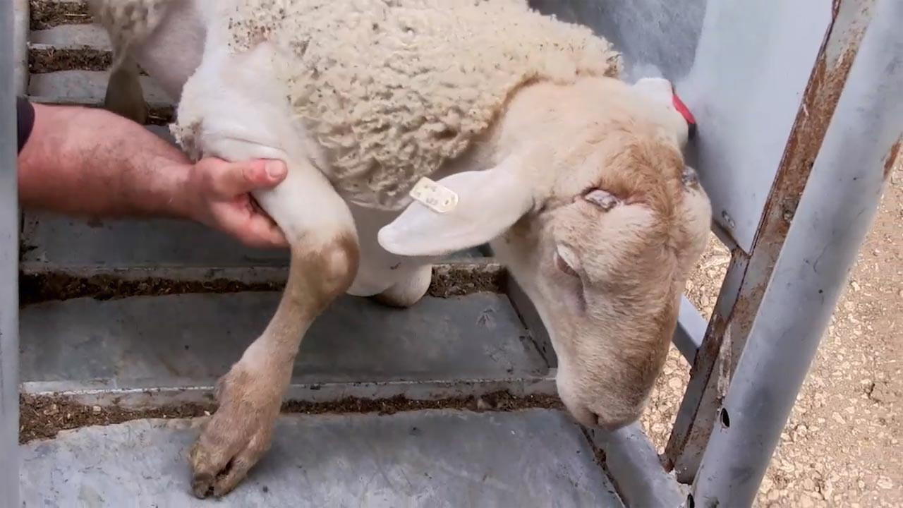 Watch Full Movie - Carnal - Watch Trailer