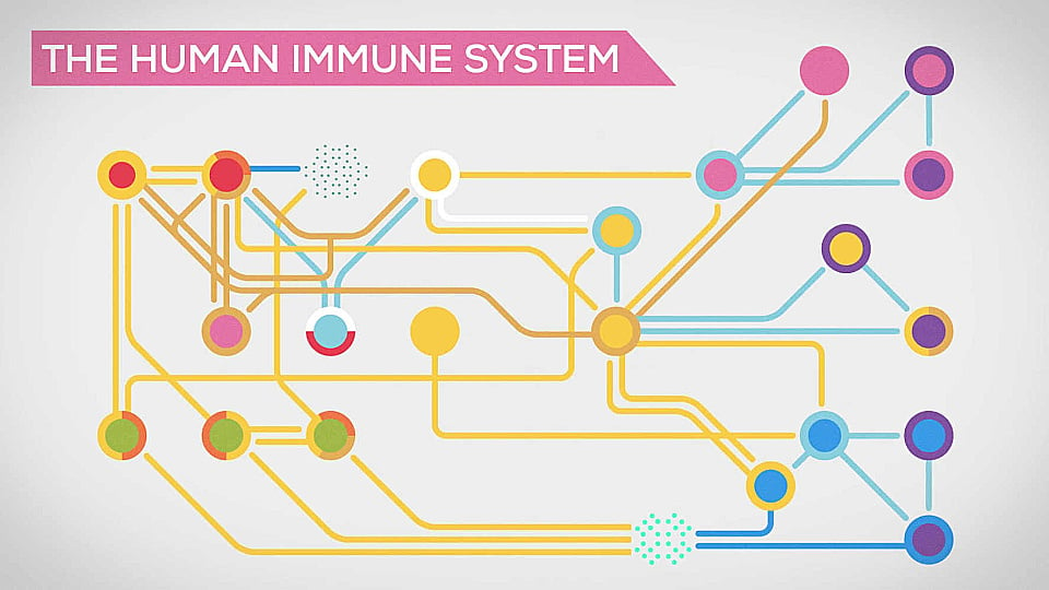 Watch Full Movie - The Immune System Explained: Bacteria Infection - Watch Trailer